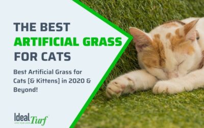 Artificial Grass for Cats