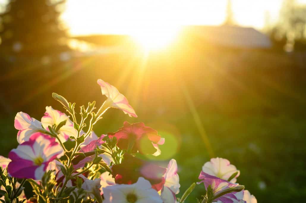 The Top 3 Things That Can Damage Your Artificial Turf 1