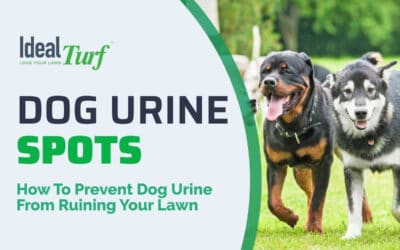 Stop Dog Urine Spots in Grass With Artificial Turf