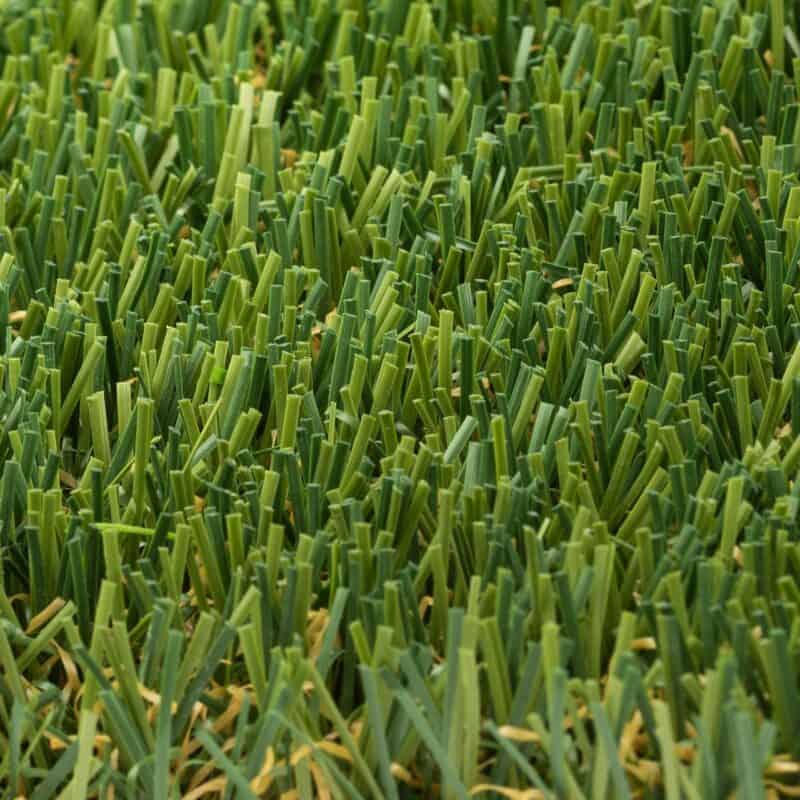 Aberdeen 84 closeup of turf fibers