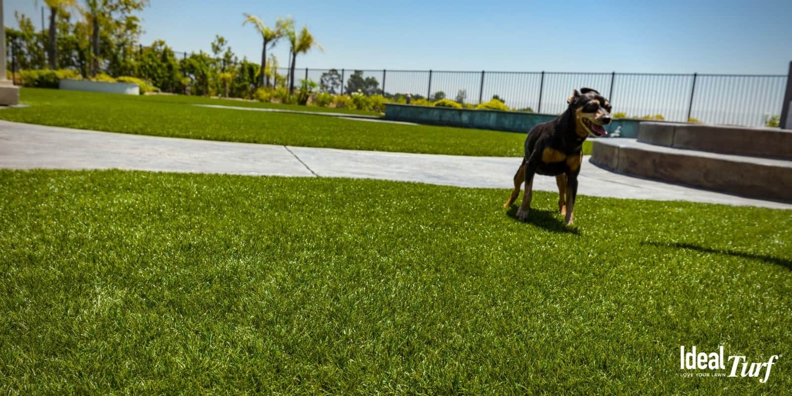  Chien debout sur une fausse herbe pour l'installation de chiens