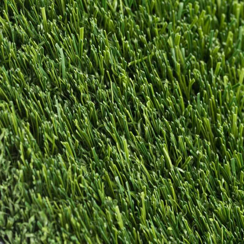 Coventry 94 closeup of turf fibers
