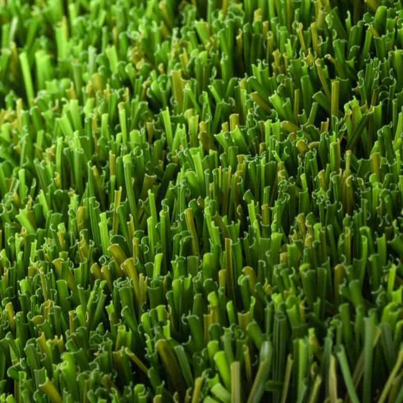 Closeup of Ascot 101 turf fibers