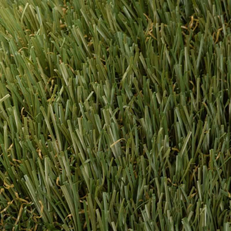 Closeup of Salado 77 turf fibers