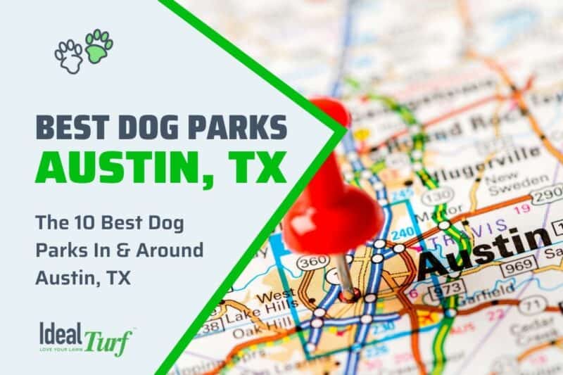 The 10 Best Dog Parks In & Around Austin, Texas