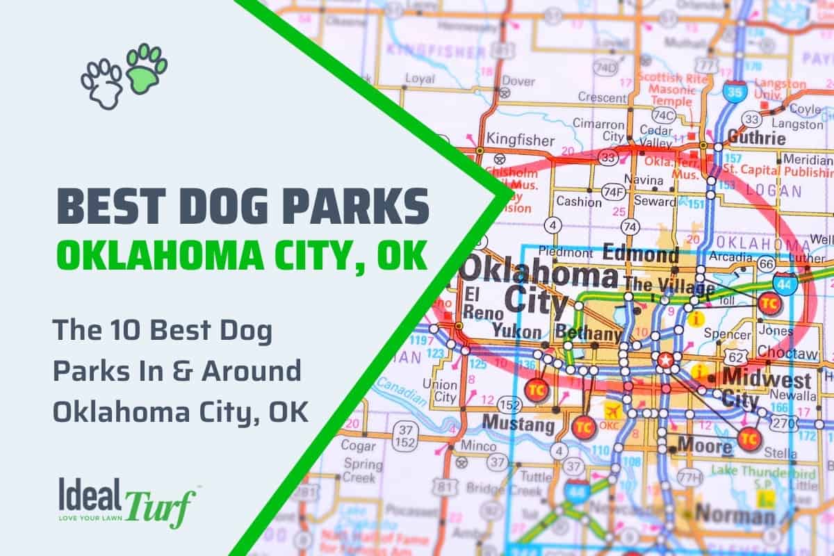 The 10 Best OKCArea Dog Parks to Enjoy With Your Dog