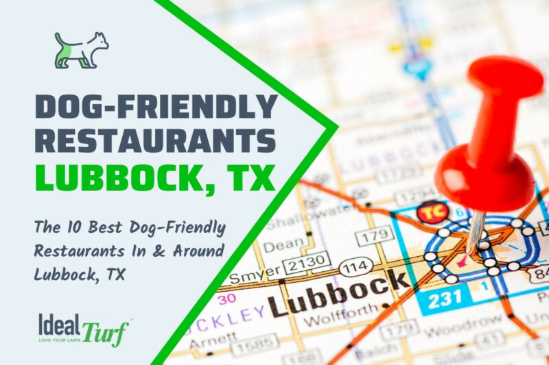 10 Best DogFriendly Restaurants in & Around Lubbock, TX