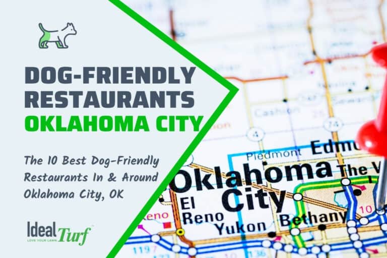 10 Best DogFriendly Restaurants in & Around OKC