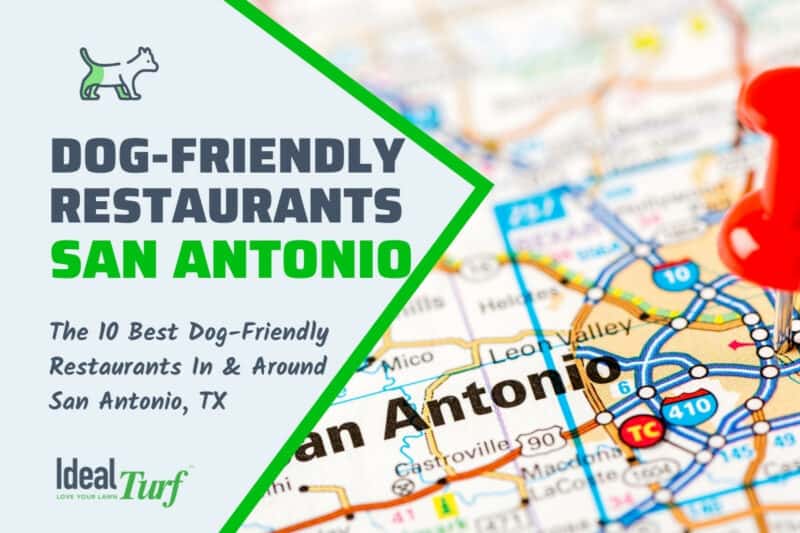 10 Best Dog Friendly Restaurants In Around San Antonio TX