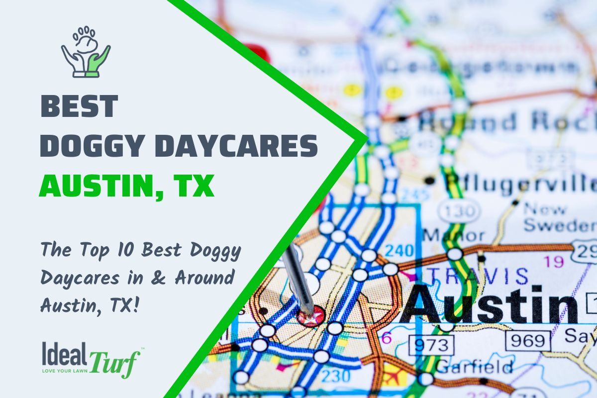 Doggy daycares hiring near me