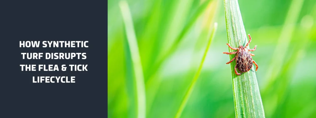 How Synthetic Turf Disrupts the Flea & Tick Lifecycle